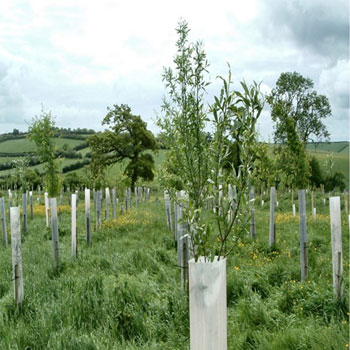 Healthy woodland area near Wrexham, North Wales