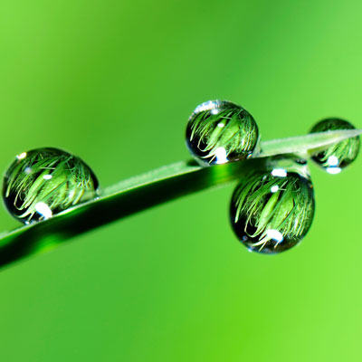 Water beads on leaf